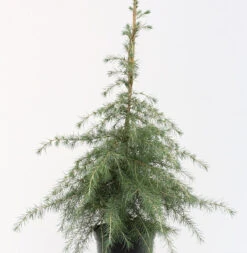 Himalaya Zeder 80-100cm - Cedrus Deodara