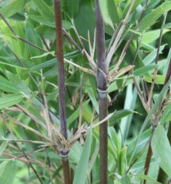 Gartenbambus Jiuzhaigou Genf 60-80cm - Fargesia Jiuzhaigou Genf