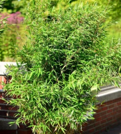 Gartenbambus Jiuzhaigou Honey Guide® 80-100cm - Fargesia