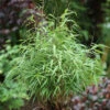 Gartenbambus Asian Wonder 80-100cm - Fargesia Scabrida