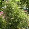 Gartenbambus Simba 60-80cm - Fargesia Murielae