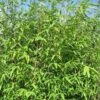 Wickinger Gartenbambus 125-150cm - Fargesia Hybrid