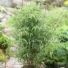 Schirmbambus 40-60cm - Fargesia Murielae