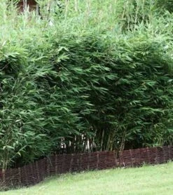 Blauer Drachenschuppenbambus Blue Lizard® 100-125cm - Fargesia Murielae