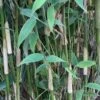 Elfenbeinbambus Ivory Ibis® 125-150cm - Fargesia Murielae