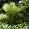 Gartenbambus Jumbo 100-125cm - Fargesia Murielae