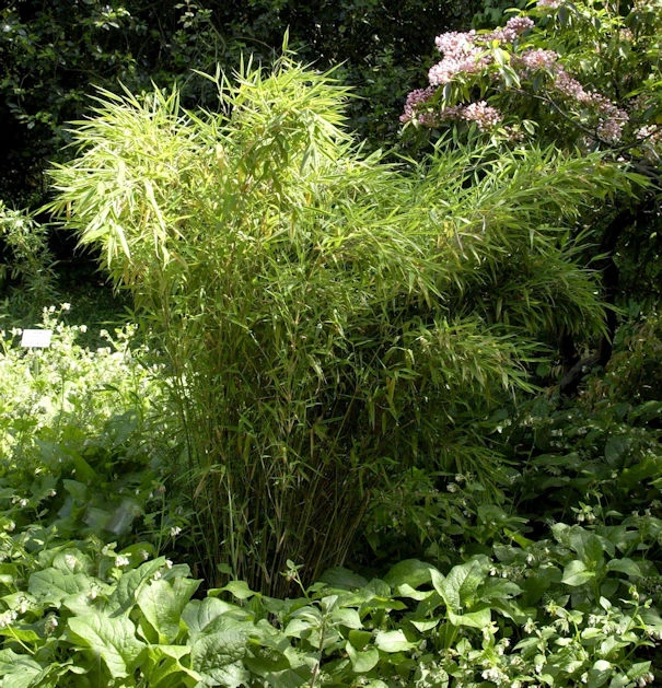 Gartenbambus Jumbo 80-100cm - Fargesia Murielae 1 Gartenbambus Jumbo 80-100cm - Fargesia Murielae