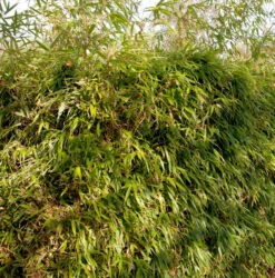 Gartenbambus Rufa 60-80cm - Fargesia Murielae