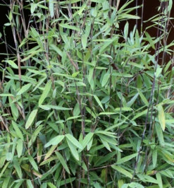 Schwarzer Gartenbambus Black Pearl 80-100cm - Fargesia Nitida
