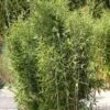 Gartenbambus Obelisk® 80-100cm - Fargesia Nitida