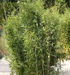 Gartenbambus Obelisk® 80-100cm - Fargesia Nitida