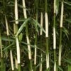 Hoher Heckenbambus Campbell 125-150cm - Fargesia Robusta