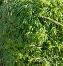 Gartenbambus Black Cherry 60-80cm - Fargesia Speciosa