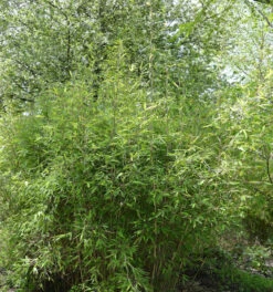 Malachite Bambus Monkeys® 100-125cm - Fargesia Speciosa