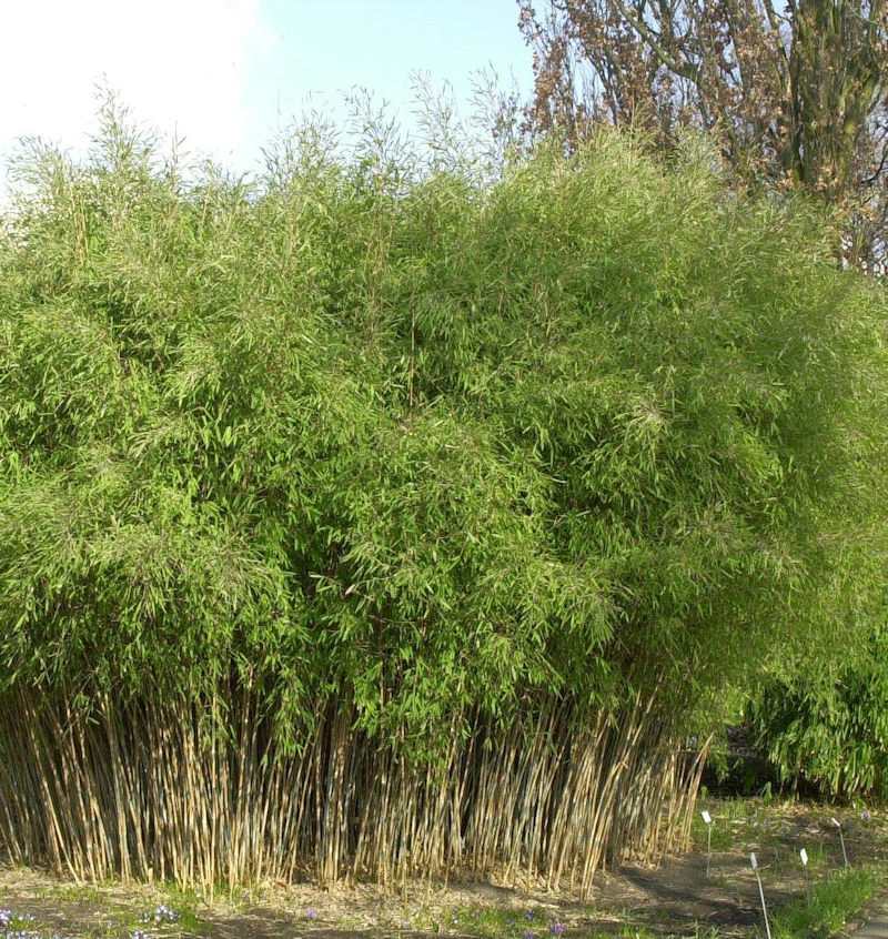 Schwarzer Gartenbambus 80-100cm - Fargesia Nitida 1 Schwarzer Gartenbambus 80-100cm - Fargesia Nitida