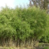 Schwarzer Gartenbambus 60-80cm - Fargesia Nitida