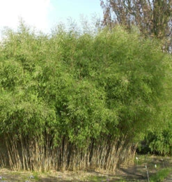 Schwarzer Gartenbambus 100-125cm - Fargesia Nitida