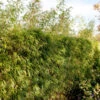Heckenbambus 60-80cm - Fargesia Rufa