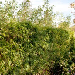 Heckenbambus 60-80cm - Fargesia Rufa