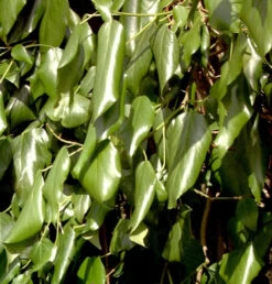Schwarzmeer-Efeu 100-125cm - Hedera Colchica