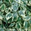 Buntblättriger Kaukasischer Strauch Efeu 60-80cm - Hedera Colchica