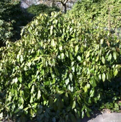 Kaukasischer Strauch Efeu 30-40cm - Hedera Colchica Arborescens