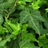 10x Efeu Green Ripple 15-20cm - Hedera Helix