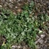 10x Efeu Little Diamond 10-15cm - Hedera Helix