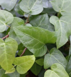 10x Efeu Mein Herz 10-15cm - Hedera Helix