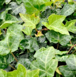 10x Efeu Modern Times 10-15cm - Hedera Helix