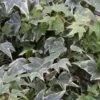 10x Efeu White Ripple 10-15cm - Hedera Helix