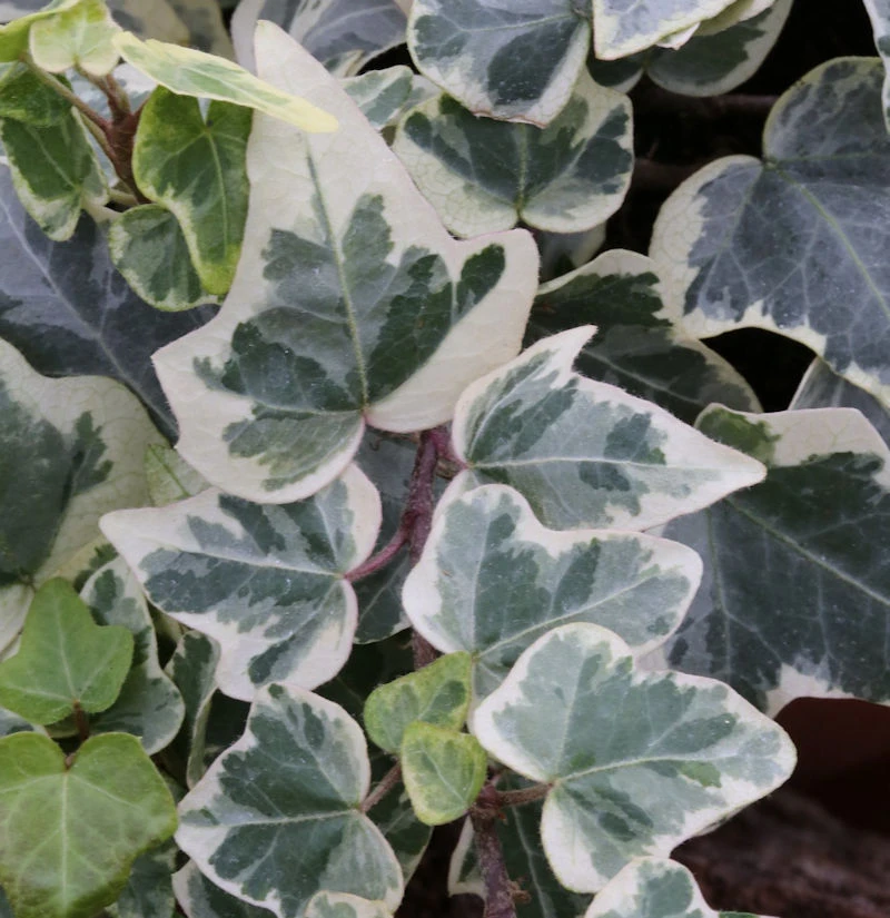 10x Efeu White Wonder 15-20cm - Hedera Helix 1 10x Efeu White Wonder 15-20cm - Hedera Helix