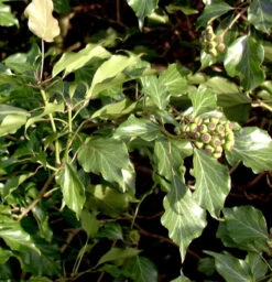 Strauch Efeu 40-50cm - Hedera Helix Arborescens