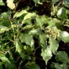 Strauch Efeu 60-80cm - Hedera Helix Arborescens