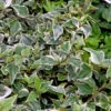 Efeu Goldchild 60-80cm - Hedera Helix
