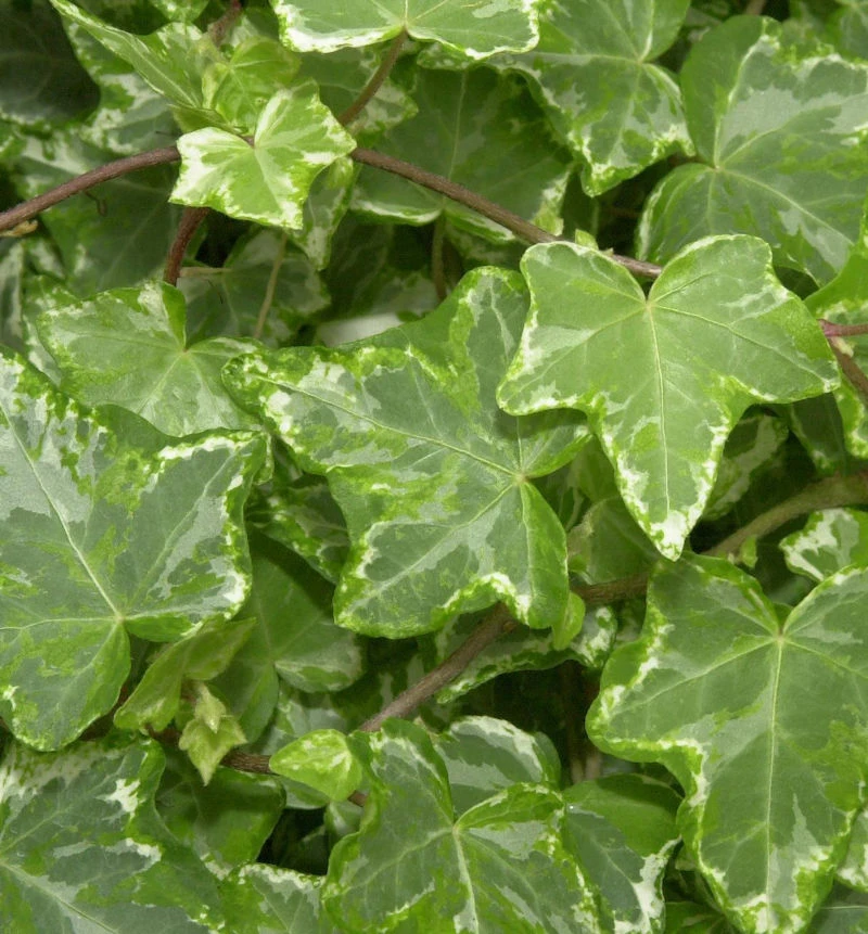 10x Efeu Kolibri 10-15cm - Hedera Helix 1 10x Efeu Kolibri 10-15cm - Hedera Helix