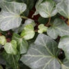 10x Efeu Plattensee 10-15cm - Hedera Helix