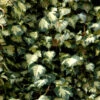 Gelbbunter Efeu Goldheart 100-125cm - Hedera Helix