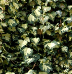 Gelbbunter Efeu Goldheart 100-125cm - Hedera Helix