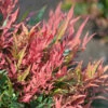 Himmelsbambus Blush Pink 20-30cm - Nandina Domestica