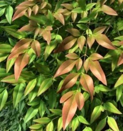 Himmelsbambus Firepower 30-40cm - Nandina Domestica