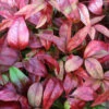 Himmelsbambus Flirt® 40-60cm - Nandina Domestica