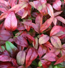 Himmelsbambus Flirt® 30-40cm - Nandina Domestica