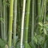 Wasser Bambus Green Perfume 80-100cm - Phyllostachys Atrovaginata