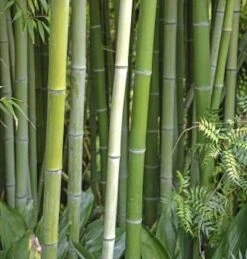 Wasser Bambus Green Perfume 80-100cm - Phyllostachys Atrovaginata
