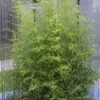 Gartenbambus 100-125cm - Phyllostachys Bissetii