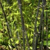 Schwarzrohrbambus 100-125cm - Phyllostachys Nigra