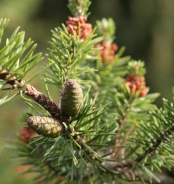 Banks Kiefer Arktis 70-80cm - Pinus Banksiana