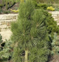 Pyramiden Schwarzkiefer 80-100cm - Pinus Nigra