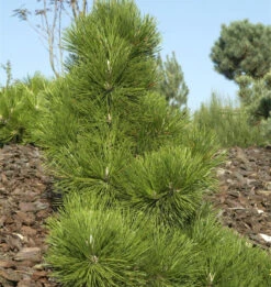 Japanische Schwarz-Kiefer Thunderhead 30-40cm - Pinus Thunbergii